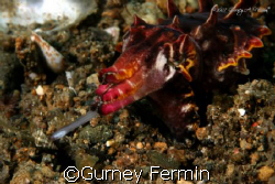 Flamboyant cuttlefish feeding. by Gurney Fermin 